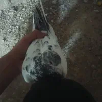 کبوتر