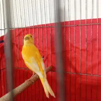 قناری نر جوان ۴ ماه