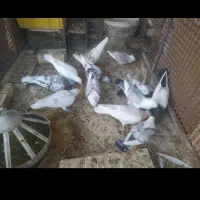 کفتر فروشی توافقی...|پرنده|اسفراین, |دیوار