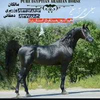اسب عرب زیبای|اسب و تجهیزات اسبسواری|اهواز, نادری|دیوار