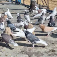 خرید فروش کفتر