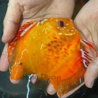 ماهی دیسکس همه سایزی|ماهی|اندیشه, شهرک صدف|دیوار