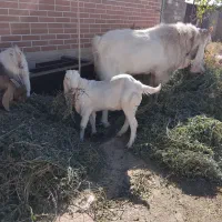 بزغاله نر گلابی اصیل