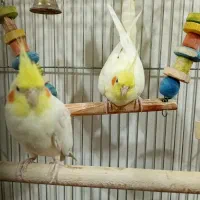 عروس هلندی
