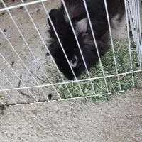 واگذاری خرگوش