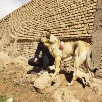 پژدر عراقی،سرابی خراسانی