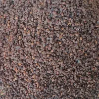 کشمش افتابی