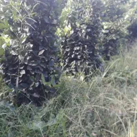 یاس ، یاس زمینی ، گل یاس