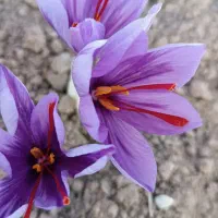 زعفران کلی و جزعی