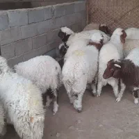 بره|حیوانات مزرعه|کلات (ایلام), |دیوار