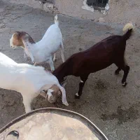 کهره نر درجه یک و جبیش ابستن