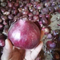 پیاز قرمز فرسفج