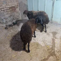بره میش