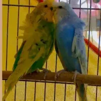 جفت مرغ عشق پروانه ای