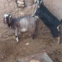 دوتا بز فروشی با بزغاله