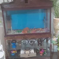 اکواریوموچراغعلائدین