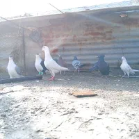 کفتر|پرنده|شیراز, کفترک|دیوار