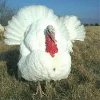 بقلمون بیوتی درجه یک