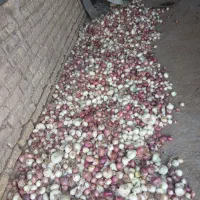 پیاز دهاتی|خوردنی و آشامیدنی|آشتیان, |دیوار