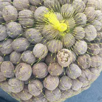 گردو درجه 1|عمدهفروشی|قروه, |دیوار