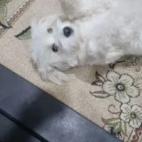 سگ پا کوتاه|سگ|اسفراین, |دیوار