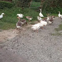 تخم قو غاز و آفریقای نطفه دار|حیوانات مزرعه|آستانه اشرفیه, |دیوار