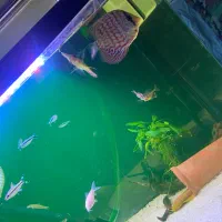 اکواریم ماهی دیسکس فیلتر سطلی|ماهی|اصفهان, شهرک میلاد|دیوار