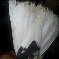 کبوتر ارزون و عالی