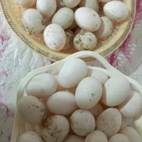 تخم اردک درشت درجه ۱ بدون بو به شرط شه فارسان