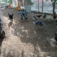 بوقلمون جوان|پرنده|گرگان, |دیوار