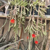 گل و گیاه خانگی