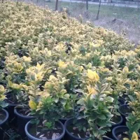 فروش شمشاد طلایی