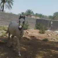 اسب|اسب و تجهیزات اسب‌سواری|جیرفت, |دیوار