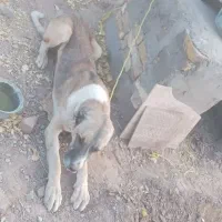 سگ سرابی|سگ|کرمان, |دیوار