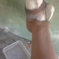 کفتر|پرنده|مشهد, سجاد شهر|دیوار