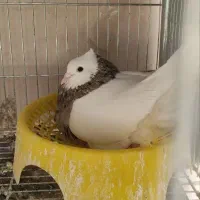 یک جفت کبوتر طوقی با دو جوجه