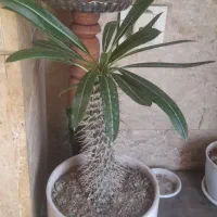 گل ماداگاسکار ۱۲۰