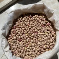 لوبیا چیتی|خوردنی و آشامیدنی|شیراز, فرهنگ شهر|دیوار