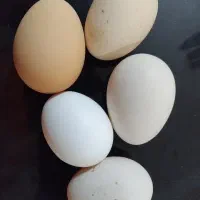 تخم مرغ محلی