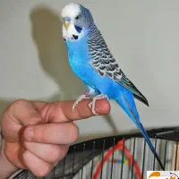 مرغ عشق انگلیسی و استرالیایی  هم مولود هم جوجه