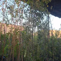 البالو و گیلاس و البالو مجاری|خدمات باغبانی و درختکاری|فلاورجان, |دیوار