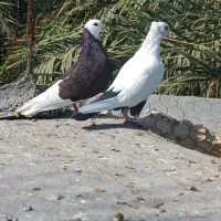 کبوتر