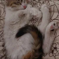 واگذاری گربه( رایگان )|گربه|بومهن, |دیوار