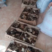جوجه گلپایگان اردک غاز