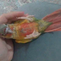 گمشده