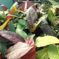 گل طبیعی فیلو ردسان، سطل ۴|گل و گیاه طبیعی|بابل, |دیوار