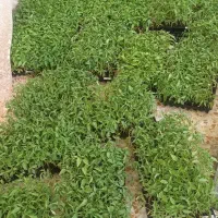 نشا گوجه فلفل