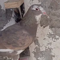 ۱۰ تا ماده زدوخردی