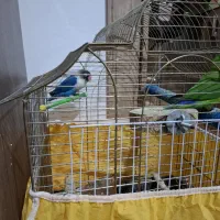 طوطی برزیلی یک جفت