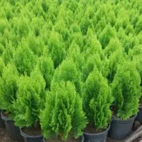 گل وگیاه بیرونی وتزئینی|گل و گیاه طبیعی|رودسر, |دیوار